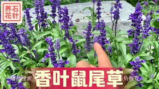 香草鼠尾草 - 开花多、花期长、多年生、浓浓的香草味 - Garden Sage