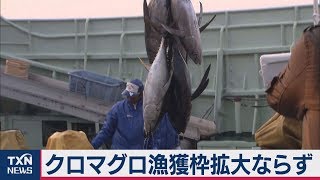 太平洋クロマグロ漁獲枠拡大ならず