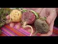 What is Maca Root?