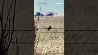 Incredible footage shows ‘black panther’ bounding through Aussie farm | #yahooaustralia