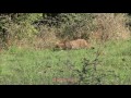 wildcat on mount olympus hellas Αγριόγατα στον Όλυμπο