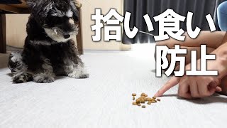 【生後4ヶ月子犬】拾い食い防止トレーニング！【ミニチュアシュナウザー子犬】