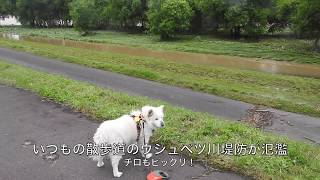 豪雨の後のウシュベツ川堤防