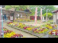 【川上峡の春まつり】新緑と鯉のぼりが映える風景