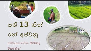 Paddy cultivation, කුඹුරු ගොවිතැන