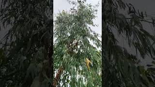 Эвкалипт. Eucalyptus.