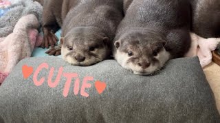 【癒し】ラブラブ夫婦と仲良し兄妹のカワウソに枕を渡してみたら…  Lovely couple and Close twins are too cute! (Otters with pillow)