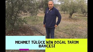 Mehmet Tülüce'nin Doğal Tarım Bahçesi