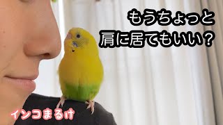 インコが一度胃腸炎になると、その後が辛そう　【セキセイインコ 】　Budgerigar.