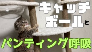 キャッチボールやりすぎてパンティング呼吸するもふもふ猫とコントロール悪いママ