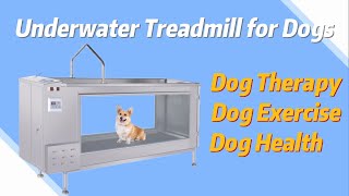 Underwater Treadmill for Dogs in China Factory | MeCan Medical