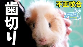 モルモットの不正咬合　歯切　cute guineapig