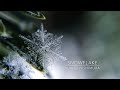 Snowflake / Yukiko Nishimura