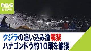 『ハナゴンドウ』約１０頭を捕獲…クジラの「追い込み漁」解禁　和歌山・太地町（2022年9月2日）