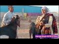 top class big frame breeder goat goats raju dirba beetal breed goat goats breeder rajudirba