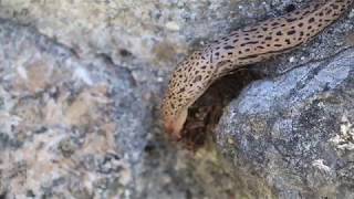 Tigerschnegel / Leopard slug