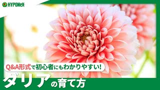 ☘46ダリアの育て方｜球根の植えつけ方、肥料の与え方、冬越しの方法などご紹介【PlantiaQ\u0026A】植物の情報、育て方をQ\u0026A形式でご紹介