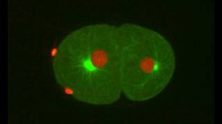 Division of an early C. elegans embryo