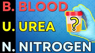 Demystifying the BUN Test: Understanding Urea Nitrogen in Your Blood | A Vital Insight