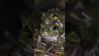 アマガエルの交尾　#shorts （野生）　Mating of Japanese Tree Frog　Accoppiamento della ila giapponese