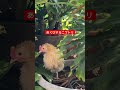 真夏日のニワトリたち shorts ニワトリ 沖縄vlog backyardchickens 養鶏 にわとり