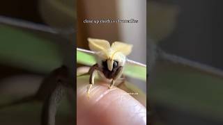 Close Up Moth Vs Butterfly