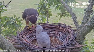 Zivju ērglis l Osprey dad brings a big whole Fish to feed the babies in their nest l July.24.2024