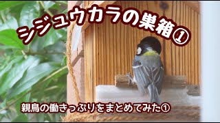 シジュウカラの子育て①Japanese Tit nest box