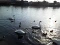 20150328 6大塚池公園のハクチョウ白鳥スワンswans