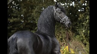 Stal Okkema's Regent - Matthys x Ulke - Ster Stallion - 2021 - 1.65m