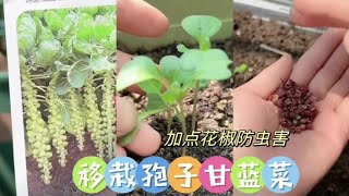 阳台种菜：移栽孢子甘蓝菜，丢上几粒花椒防虫害#家庭种植