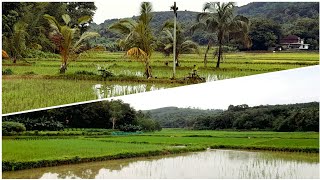 #PALAKKAD | MAMBATTAPPADI #നെൽപ്പാടം