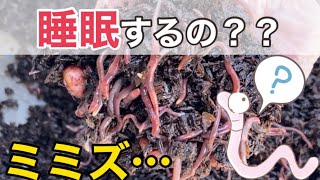 【ミミズコンポスト】ミミズって睡眠するの？？【シマミミズ・捨てない暮らし】