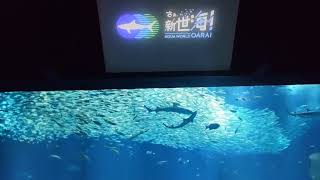 アクアワールド茨城県大洗水族館　IWASHI LIFE　2023.06.12　10:00～