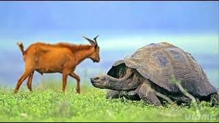 The Goat and the Tortoise: Fight for the throne