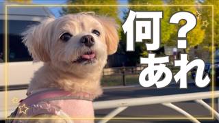 何者？！愛犬と公園を散歩していたら未来の犬？に出会ってしまいました。