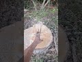 How to kill a stump Without chemicals