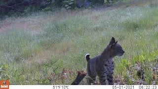 Bobcat Crossing the Road