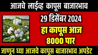 🔴कापुस भाव 8 हजार पार / 29 डिसेंबर 2024 कापूस बाजार नीचांकिवर / कापूस बाजारभाव / kapus bhav