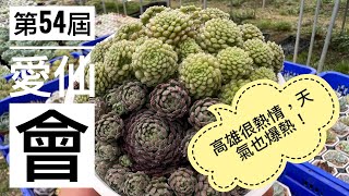 劉家花園—市集活動現場｜第54屆愛仙會｜多肉植物、觀葉植物、龍舌蘭大集合！｜艾倫帶大家來逛市集