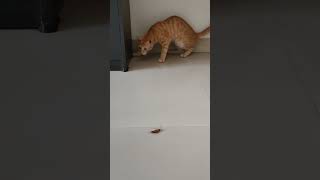 Cat Vs cockroach!!!