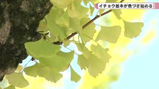 天理市　イチョウ並木が色づき始める