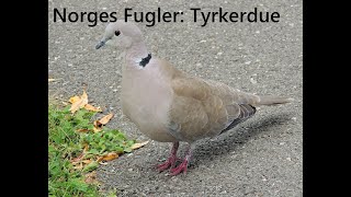 Norges Fugler: Tyrkerdue.