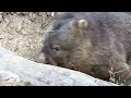 【wombat】ウォンバットのフクちゃんの普通の日 五月山動物園