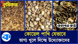 ৯ টাকার কোয়েল পাখি দিয়ে মাসে আয় লাখ টাকা! | Krishi Kotha | Koel Farming | Kaler Kantho