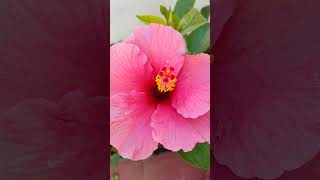 Today's pink hibiscus