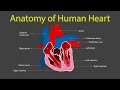 Anatomy of Human Heart-Structure of Human Heart