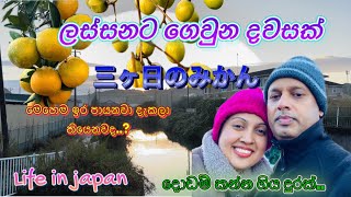 Mikkabi's Citrus Treasure Hunt | දොඩම් ගෙඩියක් කන්න දොඩම් වත්තක් හොයාගෙන ගියා 🍊| Life in Japan 🇯🇵🇱🇰|