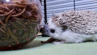 【猫と化すハリネズミ】#shorts  A hedgehog became a cat