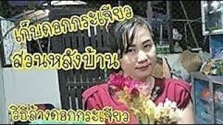 เก็บดอกกระเจียวสวนหลังบ้าน | วิธีล้างดอกกระเจียว | เศรษฐกิจพอเพียง | ป้าอุ๊พาเพลิน